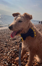 Upcycled Denim Dog Bow Tie- Handmade with Pom Pom Trim