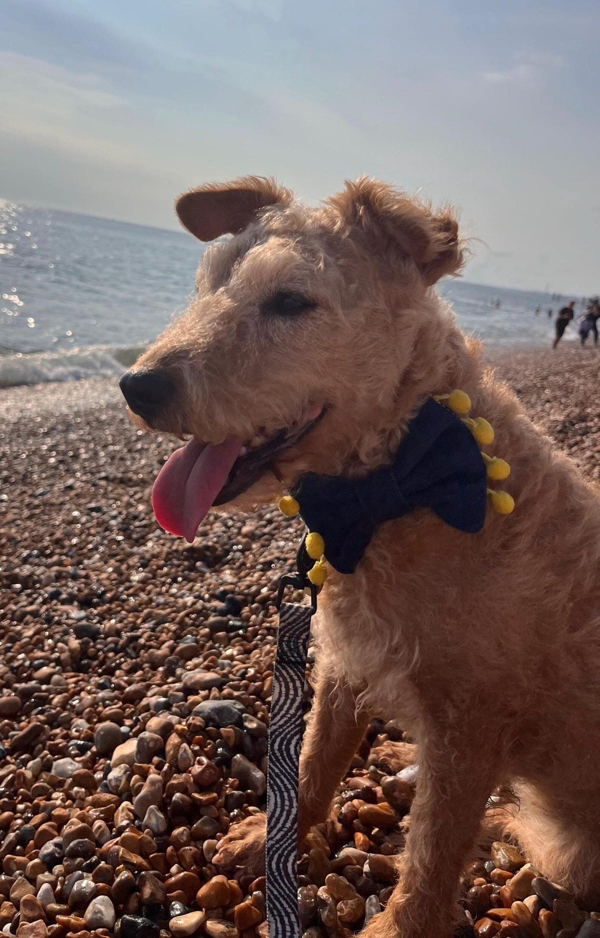 Upcycled Denim Dog Bow Tie- Handmade with Pom Pom Trim